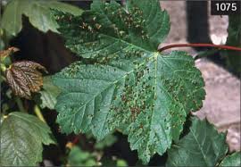 Attēlu rezultāti vaicājumam “Acer pseudoplatanus fo. purpurascens leaf”