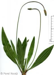 Attēlu rezultāti vaicājumam “Plantago lanceolata”