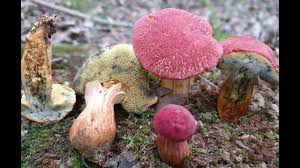 Attēlu rezultāti vaicājumam “Xerocomus rubellus”