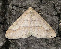 Attēlu rezultāti vaicājumam “Charissa ambiguata”