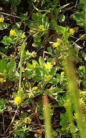 Attēlu rezultāti vaicājumam “Trifolium dubium”