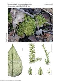 Attēlu rezultāti vaicājumam “Eurhynchium hians”