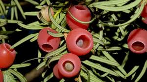 Attēlu rezultāti vaicājumam “Taxus baccata fruit”