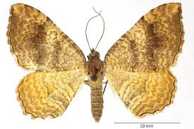 Attēlu rezultāti vaicājumam “Camptogramma bilineata”