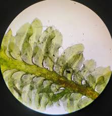 Attēlu rezultāti vaicājumam “Diplophyllum albicans”