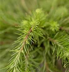 Attēlu rezultāti vaicājumam “Larix kaempferi leaf”