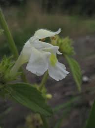 Image result for Galeopsis segetum