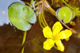 Image result for Seekanne