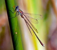 Attēlu rezultāti vaicājumam “Chalcolestes viridis”