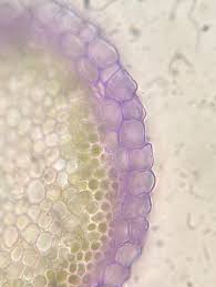 Attēlu rezultāti vaicājumam “Sphagnum platyphyllum”