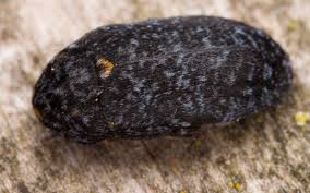 Attēlu rezultāti vaicājumam “Dermestes murinus”