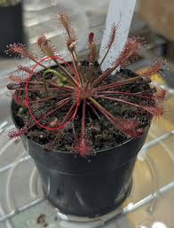 Attēlu rezultāti vaicājumam “Drosera intermedia”