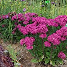 Attēlu rezultāti vaicājumam “Sedum pallidum bud”
