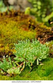 Attēlu rezultāti vaicājumam “Sedum pallidum leaf”