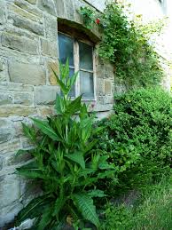 Image result for Dipsacus silvestris