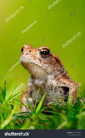 Attēlu rezultāti vaicājumam “Bufo bufo juvenile”