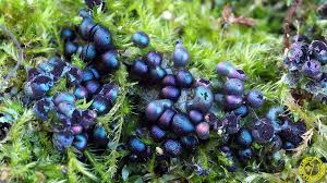 Attēlu rezultāti vaicājumam “Colloderma robustum macro”