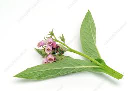 Attēlu rezultāti vaicājumam “Symphytum officinale”