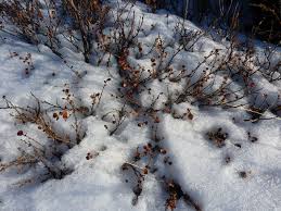 Attēlu rezultāti vaicājumam “Betula nana”