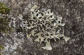 Attēlu rezultāti vaicājumam “Hypotrachyna sp.”