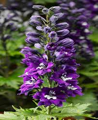 Attēlu rezultāti vaicājumam “Delphinium elatum  fruit”
