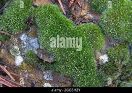 Attēlu rezultāti vaicājumam “Grimmia pulvinata sporophyte”