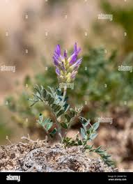 Attēlu rezultāti vaicājumam “Astragalus arenarius flower”