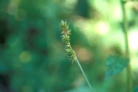Attēlu rezultāti vaicājumam “Carex loliacea leaf”