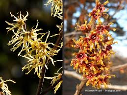 Attēlu rezultāti vaicājumam “Hamamelis vernalis flower”