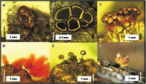 Attēlu rezultāti vaicājumam “Diderma hemisphaericum plasmodium”