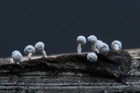 Attēlu rezultāti vaicājumam “Didymium tussilaginis macro”