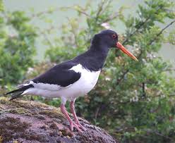 Attēlu rezultāti vaicājumam “Haematopus ostralegus adult”