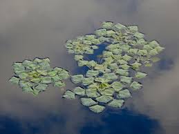 Attēlu rezultāti vaicājumam “Trapa natans”