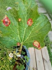 Attēlu rezultāti vaicājumam “Puccinia agrostidis”