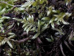 Attēlu rezultāti vaicājumam “Brachythecium salebrosum”