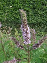 Attēlu rezultāti vaicājumam “Mentha longifolia flower”