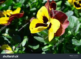 Attēlu rezultāti vaicājumam “Viola tricolor leaf”