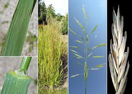 Attēlu rezultāti vaicājumam “Bromopsis inermis”