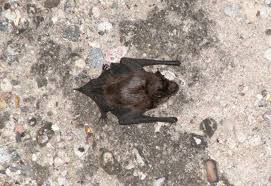 Attēlu rezultāti vaicājumam “Eptesicus nilssonii”