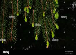 Attēlu rezultāti vaicājumam “Picea abies fo. virgata fruit”