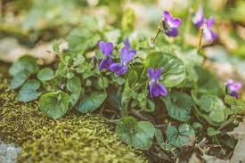 Attēlu rezultāti vaicājumam “Viola reichenbachiana flower”