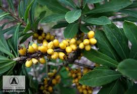 Attēlu rezultāti vaicājumam “Daphne mezereum fruit”