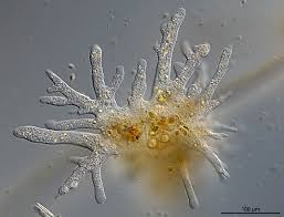 Attēlu rezultāti vaicājumam “Badhamia dubia macro”