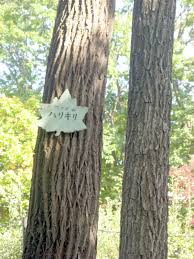 Attēlu rezultāti vaicājumam “Kalopanax septemlobus fruit”