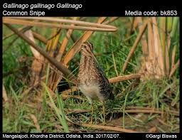 Attēlu rezultāti vaicājumam “Gallinago gallinago”
