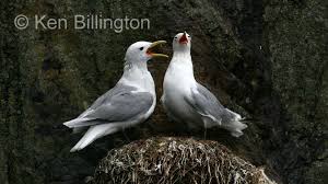 Attēlu rezultāti vaicājumam “Rissa tridactyla”