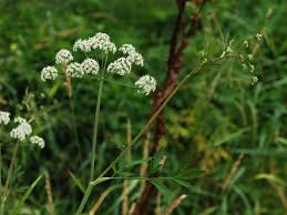Attēlu rezultāti vaicājumam “Cicuta virosa”