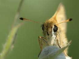 Attēlu rezultāti vaicājumam “Thymelicus lineola”