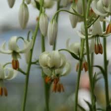 Image result for Lilium martagon Alba
