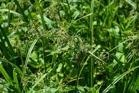 Attēlu rezultāti vaicājumam “Scirpus sylvaticus flower”
